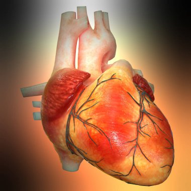 İnsan Dolaşım Sistemi Kalp Anatomisi. Üç Boyut