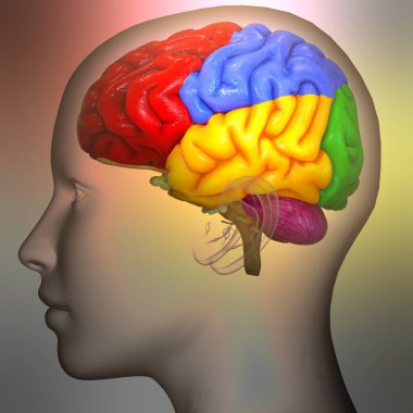 İnsan Sinir Sistemi Beyin Anatomisi Merkezi Organı. Üç Boyut
