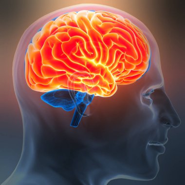 İnsan Sinir Sistemi Beyin Anatomisi Merkezi Organı. Üç Boyut
