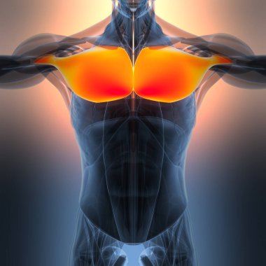 İnsan Kas Sistemi Gövde Kasları Göğüs Kasları Anatomisi. Üç Boyut