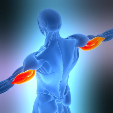 İnsan Kas Sistemi Kas Kasları Kas Anatomisi. Üç Boyut