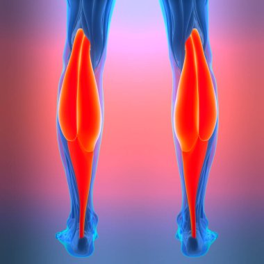 İnsan Kas Sistemi Kasları Gastrocnemius Kas Anatomisi. Üç Boyut