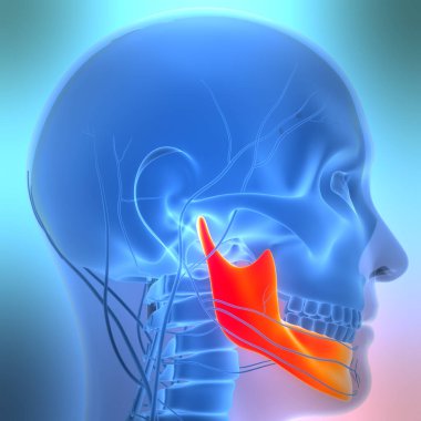 İnsan İskelet Sistemi Kafatası Kemiği Alt Çene Anatomisi. Üç Boyut