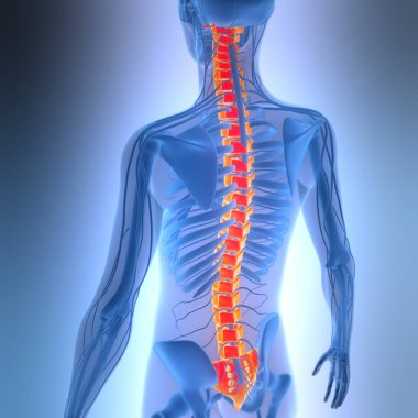 Omurilik Anatomisi (Servikal Omurga). Üç Boyut