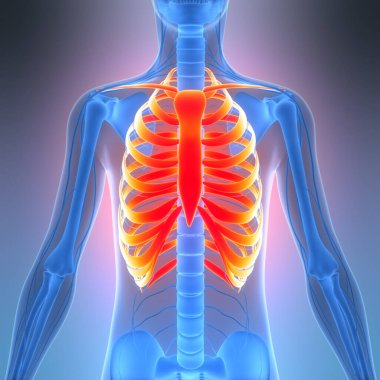 İnsan iskeleti göğüs kafesi eklemi anatomisi. Üç Boyut