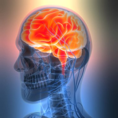 İnsan Sinir Sistemi Beyin Anatomisi Merkezi Organı. Üç Boyut