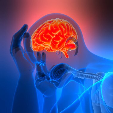 İnsan Sinir Sistemi Beyin Anatomisi Merkezi Organı. Üç Boyut