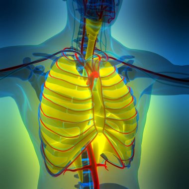 İnsan Solunum Sistemi Akciğerleri Anatomisi. Üç Boyut