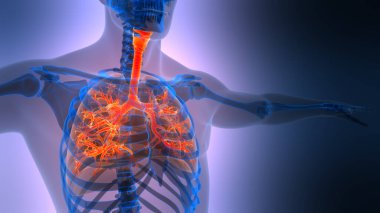 İnsan Solunum Sistemi Akciğerleri Anatomisi. Üç Boyut