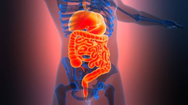 İnsan Sindirim Sistemi Anatomisi. Üç Boyut