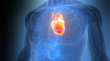 İnsan Dolaşım Sistemi Kalp Anatomisi. Üç Boyut