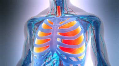 İnsan Solunum Sistemi Akciğerleri Anatomisi. Üç Boyut