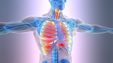 İnsan Solunum Sistemi Akciğerleri Anatomisi. Üç Boyut