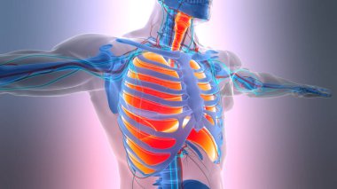 İnsan Solunum Sistemi Akciğerleri Anatomisi. Üç Boyut