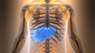 İnsan İç Sindirim Organı Anatomisi. Üç Boyut