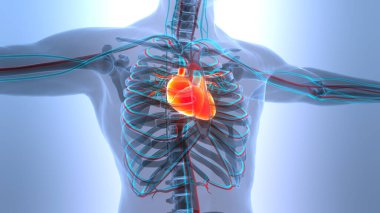 İnsan Dolaşım Sistemi Kalp Anatomisi. Üç Boyut