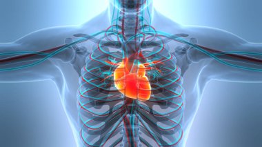 İnsan Dolaşım Sistemi Kalp Anatomisi. Üç Boyut