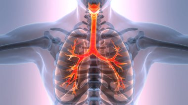 İnsan Solunum Sistemi Akciğerleri Anatomisi. Üç Boyut