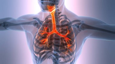 İnsan Solunum Sistemi Akciğerleri Anatomisi. Üç Boyut