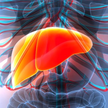 İnsan İç Sindirim Organı Anatomisi. Üç Boyut