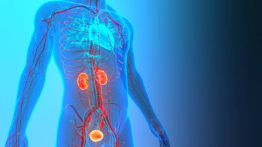 İdrar torbası anatomisi olan insan böbrekleri. Üç Boyut