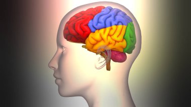 İnsan Sinir Sistemi Beyin Anatomisi Merkezi Organı. Üç Boyut