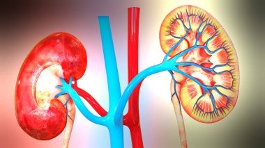 İnsan İdrar Sistemi Böbrekleri Anatomisi. Üç Boyut