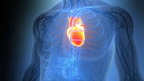 stock image Human Circulatory System Heart Anatomy. 3D