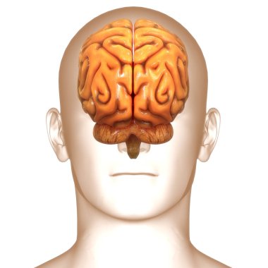 İnsan Merkezi Sinir Sistemi Beyin Anatomisi. 3d