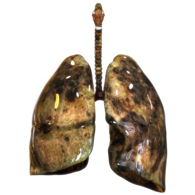 3D illüstrasyon insan solunum sistemi akciğerler anatomi