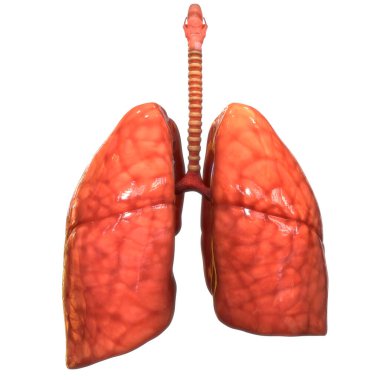 3D illüstrasyon insan solunum sistemi akciğerler anatomi