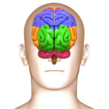 İnsan Merkezi Sinir Sistemi Beyin Anatomisi. 3d