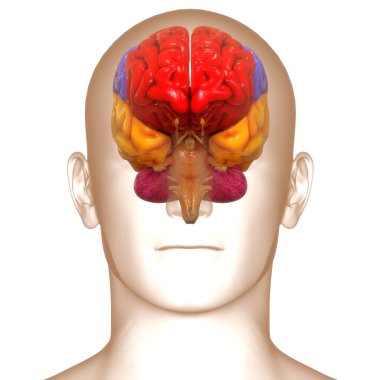 İnsan Merkezi Sinir Sistemi Beyin Anatomisi. 3d