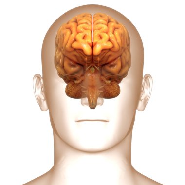 İnsan Merkezi Sinir Sistemi Beyin Anatomisi. 3d