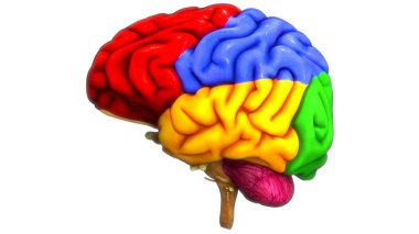 İnsan Merkezi Sinir Sistemi Beyin Anatomisi. 3d