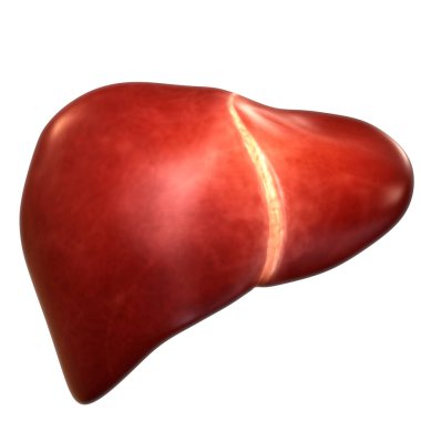 İnsan İç Sindirim Organı Anatomisi. Üç Boyut