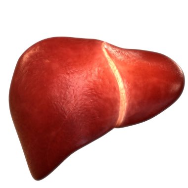 İnsan İç Sindirim Organı Anatomisi. Üç Boyut