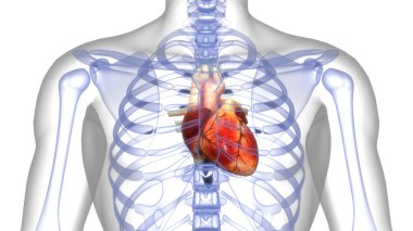 İnsan Dolaşım Sistemi Kalp Anatomisi. Üç Boyut