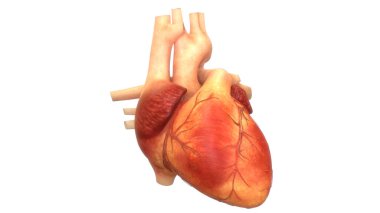 İnsan Dolaşım Sistemi Kalp Anatomisi. Üç Boyut