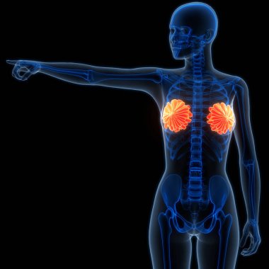 Kadın İç Organı Meme Bezleri Anatomisi. Üç Boyut