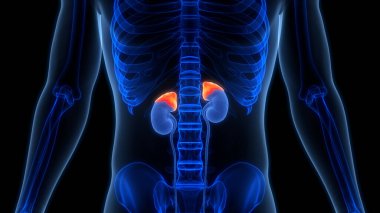 İnsan Vücut Bezleri Adrenal Bez Anatomisi. Üç Boyut