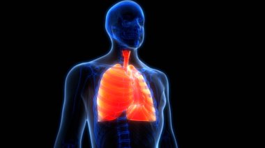 İnsan Solunum Sistemi Akciğerleri Anatomisi. Üç Boyut 
