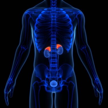 İnsan Vücut Bezleri Adrenal Bez Anatomisi. Üç Boyut
