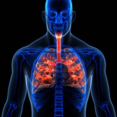 İnsan Solunum Sistemi Akciğerleri Anatomisi. Üç Boyut 