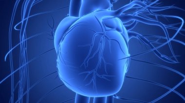 İnsan Dolaşım Sistemi Kalp Anatomisi. Üç Boyut