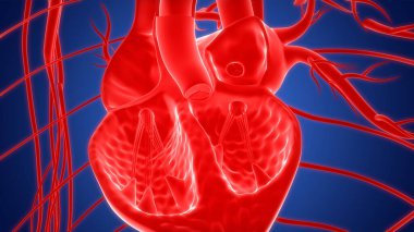 İnsan Dolaşım Sistemi Kalp Anatomisi. Üç Boyut