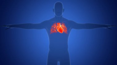 İnsan Dolaşım Sistemi Kalp Anatomisi. Üç Boyut