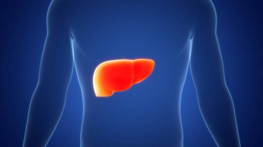 İnsan İç Sindirim Organı Anatomisi. Üç Boyut