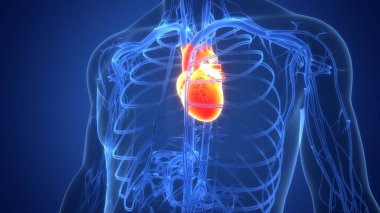 İnsan Dolaşım Sistemi Kalp Anatomisi. Üç Boyut