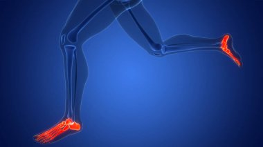 İnsan İskelet Sistemi Alt Uzuv Eklemleri Anatomisi